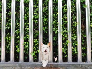 Portrait of dog by plants