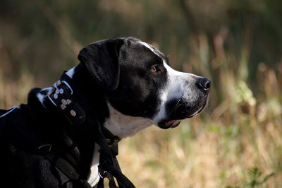 Close-up of dog looking away