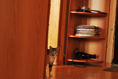 Cat sitting on table