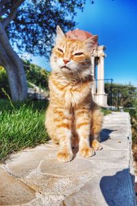 Cat sitting on floor against sky