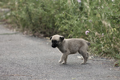 Side view of sheep walking on road