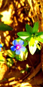 Close-up of flowers blooming outdoors