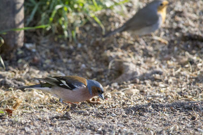 Close-up of bird perching on a land