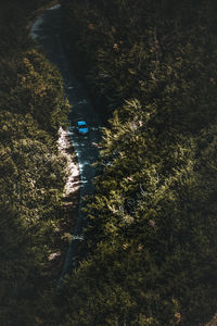 High angle view of river amidst trees in forest