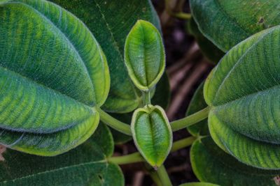 Close-up of fresh green plant