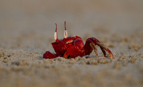 Close-up of red crab on sand