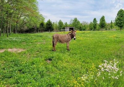 Horse standing in a field