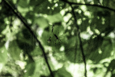 Close-up of spider on web