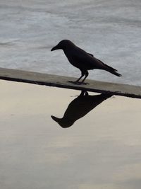 Black bird on water