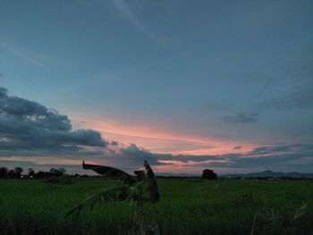 Scenic view of field against sky during sunset