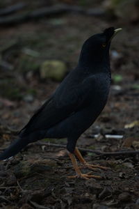 Close-up of bird perching on a field