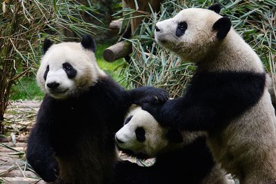 Pandas- animal - china - bamboos 