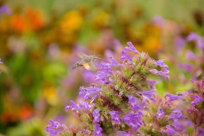 Close-up of bee pollinating on purple flower