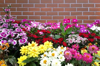 Close-up of pink flowering plants