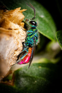 Close-up of butterfly on leaf