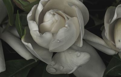 Close-up of white rose flower