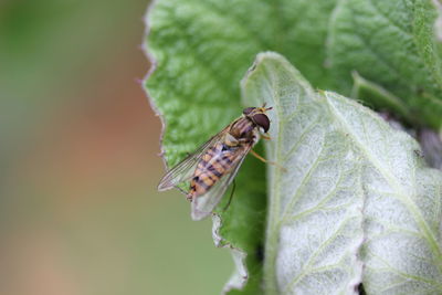 Close-up of insect on leaf