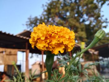 Close-up of yellow flower