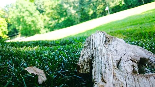 Close-up of tree trunk on field