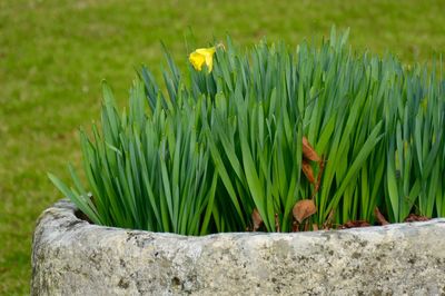 Close-up of flowering plant on field