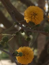 Close-up of yellow flower tree