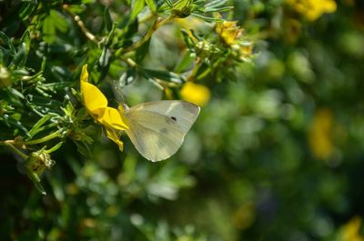 Close-up of butterfly pollinating on yellow flower