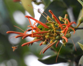 Close-up of insect on leaf