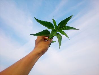 Close-up of cropped hand holding plant