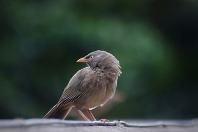 Close-up of bird perching on railing