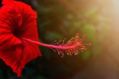 Close-up of red hibiscus flower