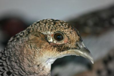 Close-up of pheasant