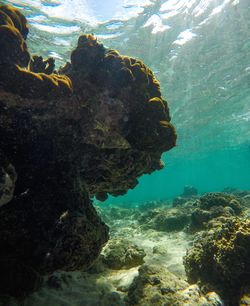 Close-up of coral swimming in sea