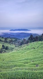 Scenic view of agricultural field against sky