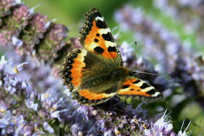 Close-up of butterfly pollinating on flower