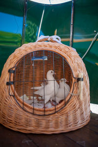 Rear view of man sitting in basket