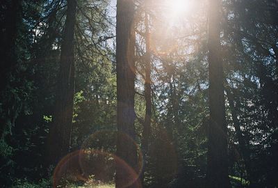 Sun shining through trees