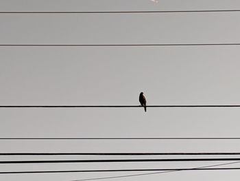 Low angle view of bird perching on cable against sky