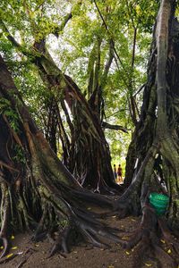 Trees in forest