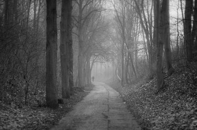 Footpath passing through forest