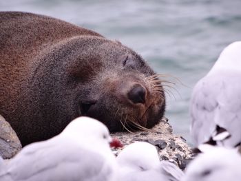 Close-up of seal sleeping on rock by sea