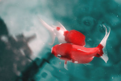 Close-up of fish swimming in aquarium