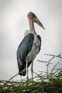 Marabou stork stands facing right in treetop