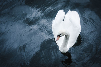 Swan portrait