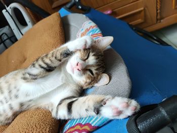 High angle view of cat sleeping at home