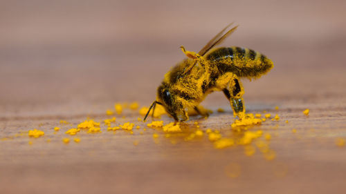 Close-up of insect on yellow leaf