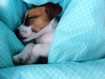 Close-up of dog sleeping