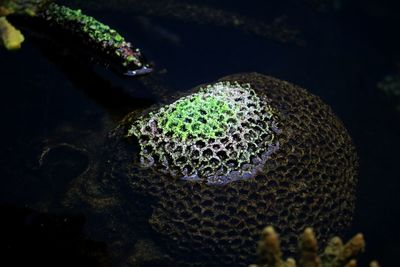 Close-up of succulent plant