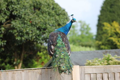 Close-up of peacock perching on tree against blue sky