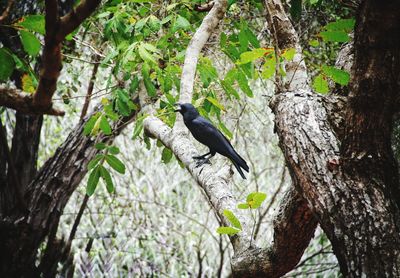 Low angle view of bird perching on tree