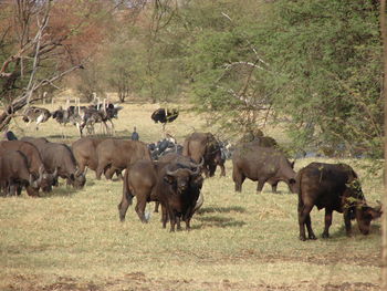 Horses in a field